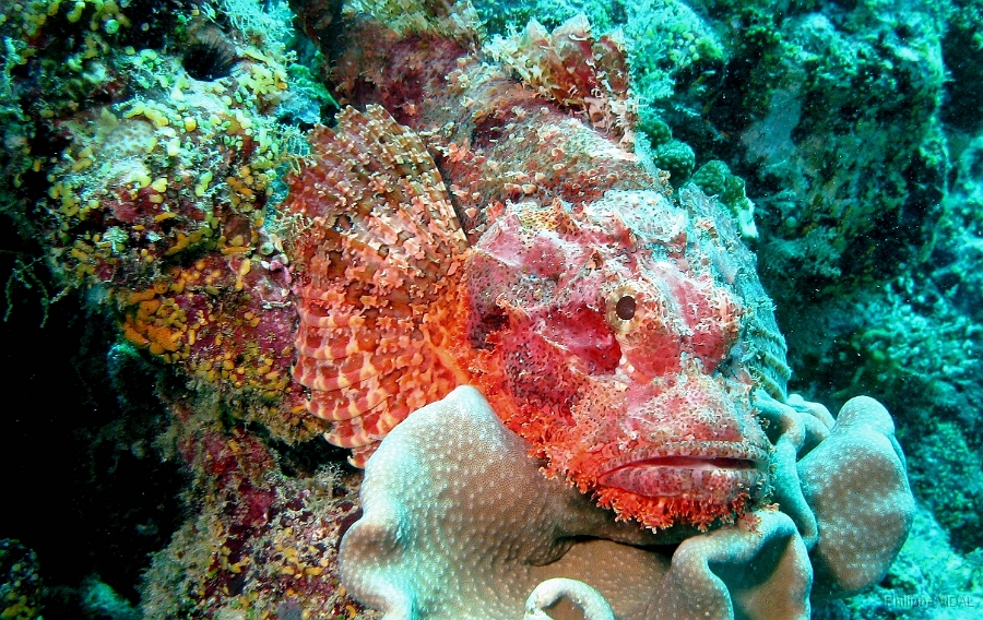 IMG_7621rc_Maldives_Madoogali_Poisson scorpion a guenilles - Scorpaenopsis venosa.jpg